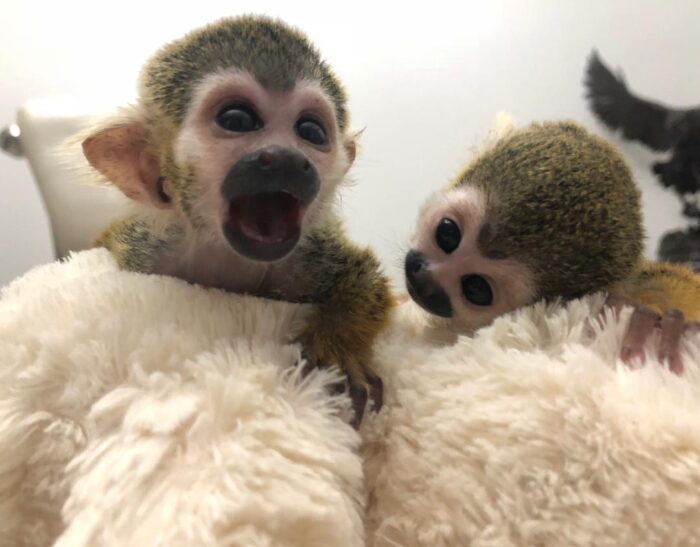 Squirrel Monkey for Sale - Image 2