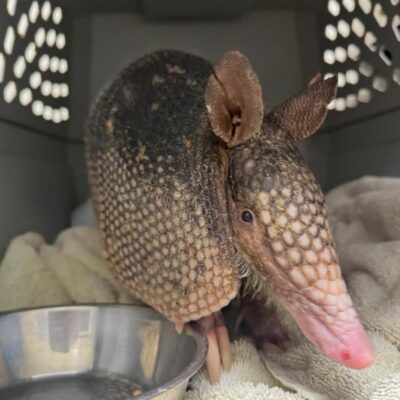 Armadillo for Sale