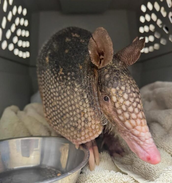 Armadillo for Sale