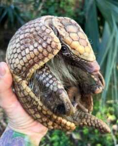 Armadillo for Sale