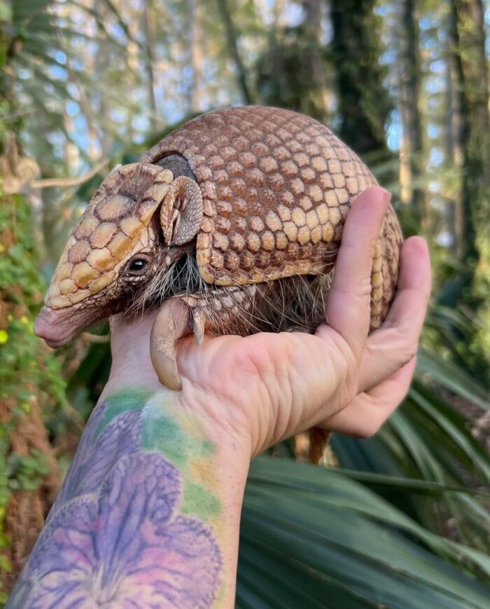 Armadillo for Sale