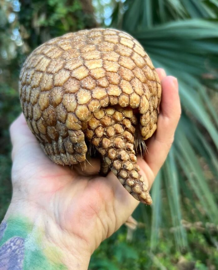 Armadillo for Sale