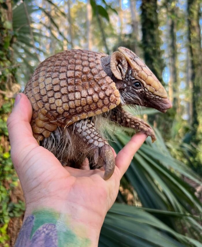 Armadillo for Sale