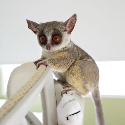 Bush Baby for Sale