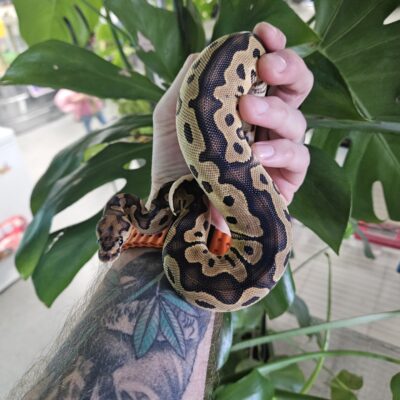 Clown, Yellow Belly, Ball Python