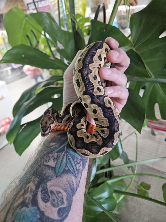 Clown, Yellow Belly, Ball Python