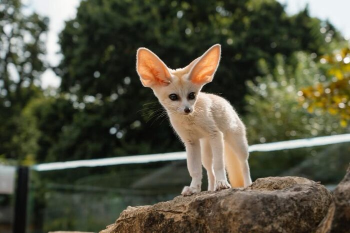 Fennec Fox For Sale