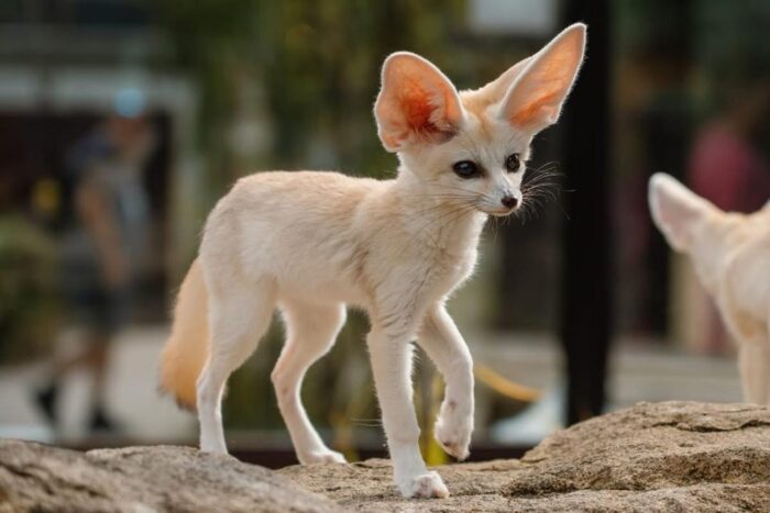 Fennec Fox For Sale - Image 3
