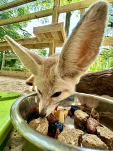 Fennec Fox For Sale