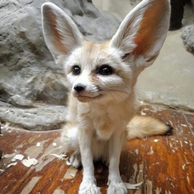 Fennec Fox For Sale