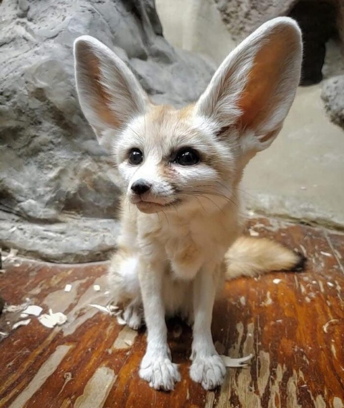 Fennec Fox For Sale