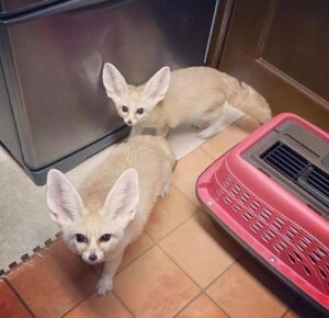 Fennec Fox For Sale