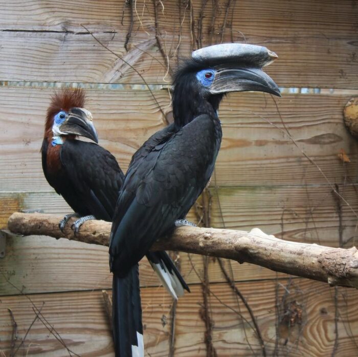 Hornbill for Sale