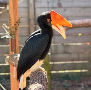 Hornbill for Sale