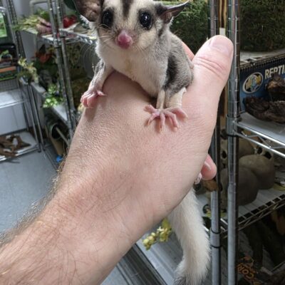 Mosaic Sugar Glider