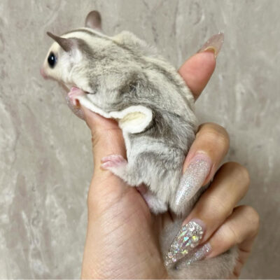 Mosaic Cow Eared Pied Sugar Gliders