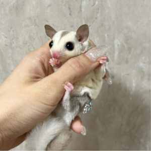 Mosaic Cow Eared Pied Sugar Gliders