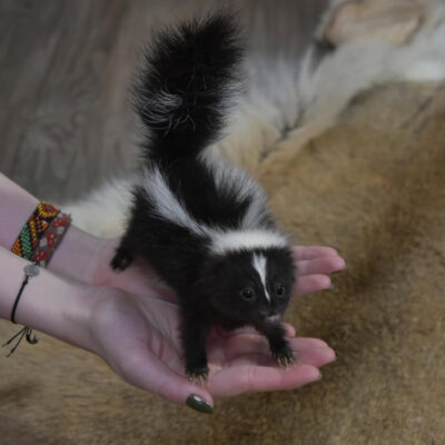 Striped Skunk for Sale