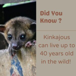 Kinkajou For Sale