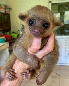 Kinkajou For Sale