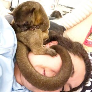 Kinkajou For Sale