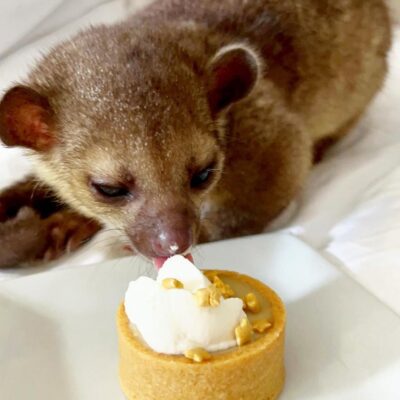 Baby Kinkajou For Sale