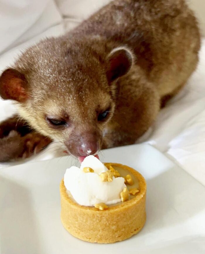 Baby Kinkajou For Sale