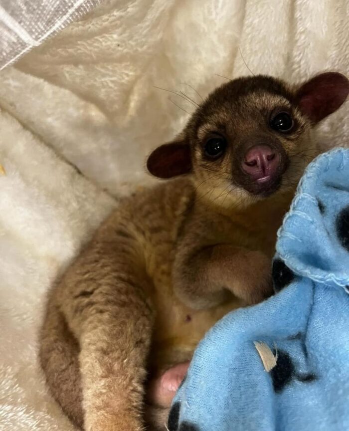 Kinkajou For Sale