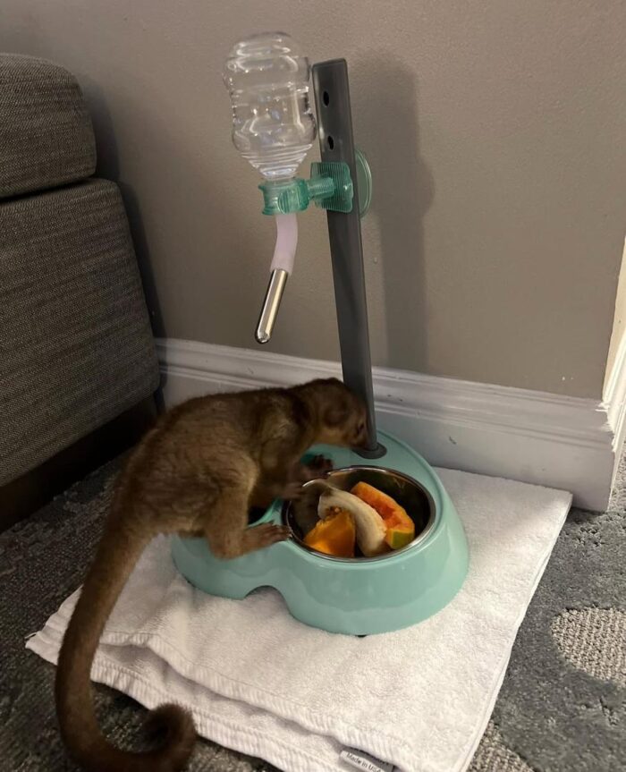 Kinkajou For Sale