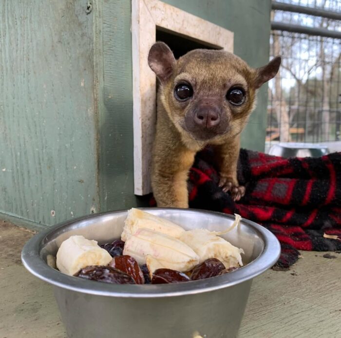 Kinkajou For Sale