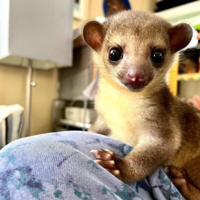 Kinkajou For Sale