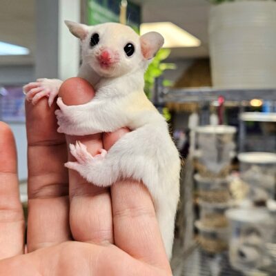 Leucistic Sugar Gliders