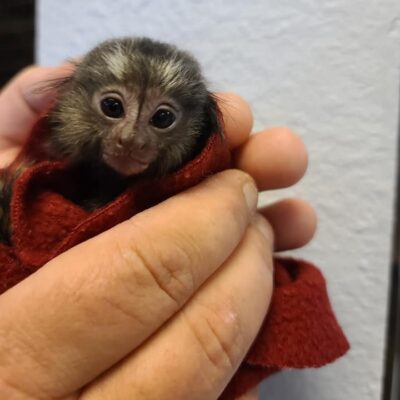 Marmoset Monkey