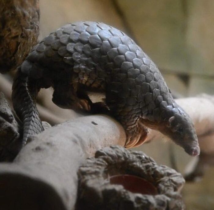 Pangolin for Sale