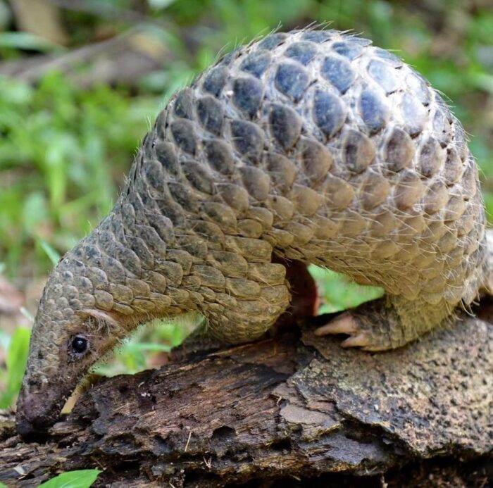 Pangolin for Sale