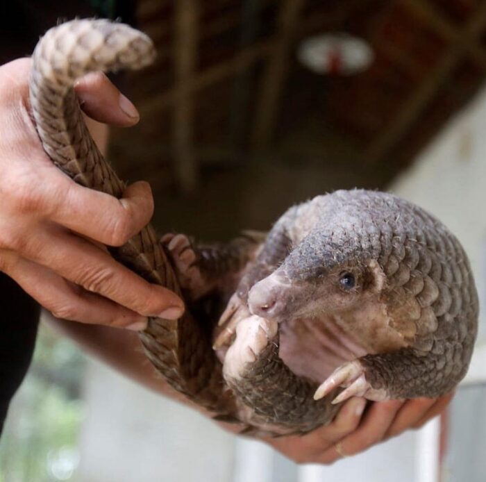 Pangolin for Sale