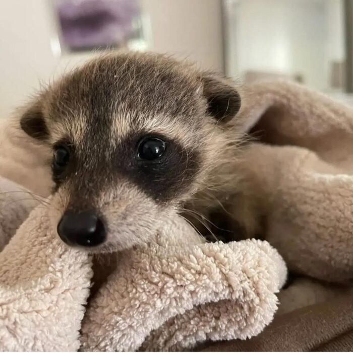 Raccoons for Sale