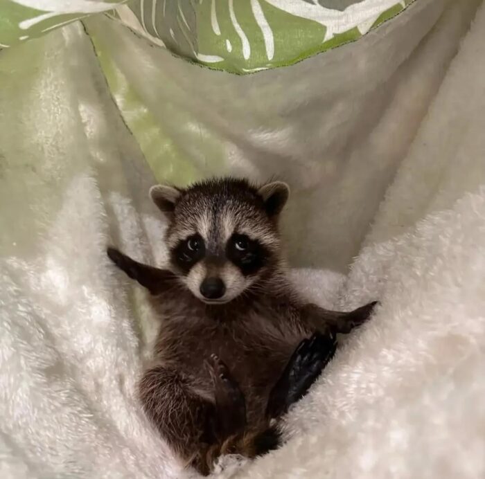 Raccoons for Sale
