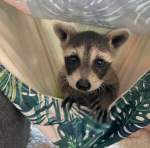 Raccoons for Sale