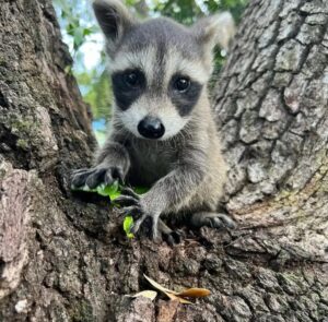 Raccoons for Sale