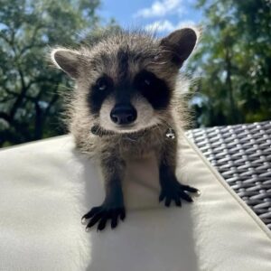 Raccoons for Sale