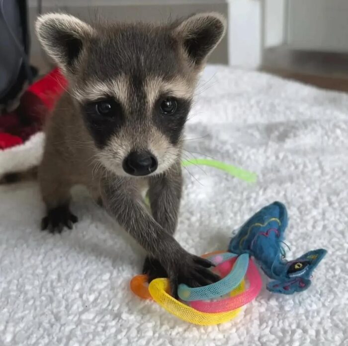Raccoons for Sale