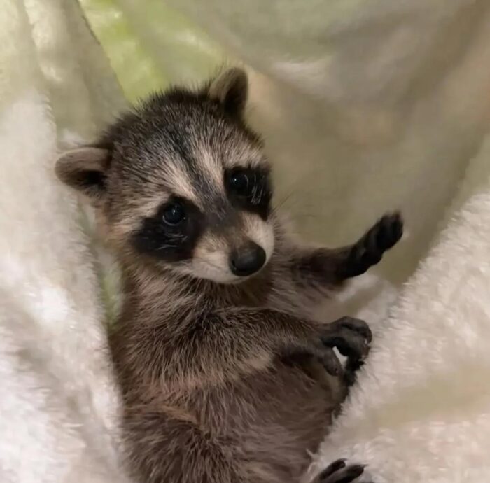 Raccoons for Sale