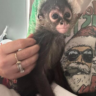 Spider Monkeys for Sale