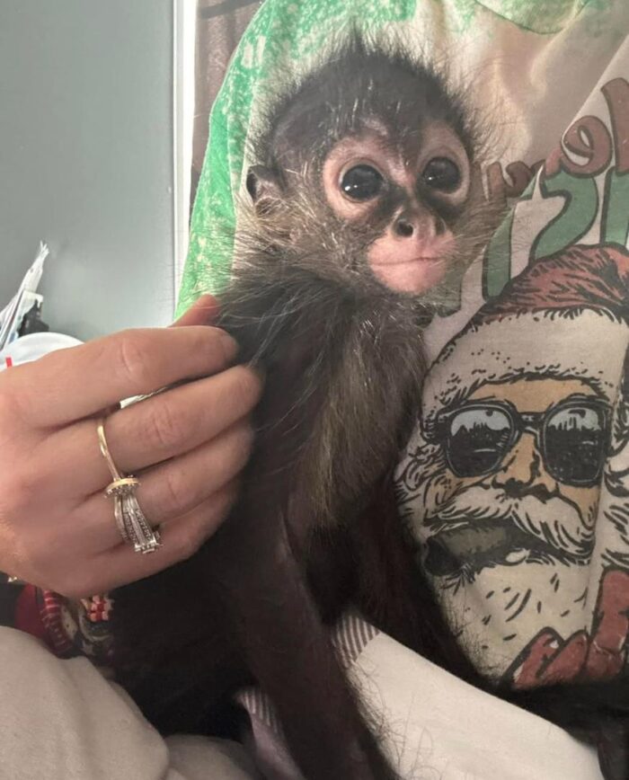 Spider Monkeys for Sale