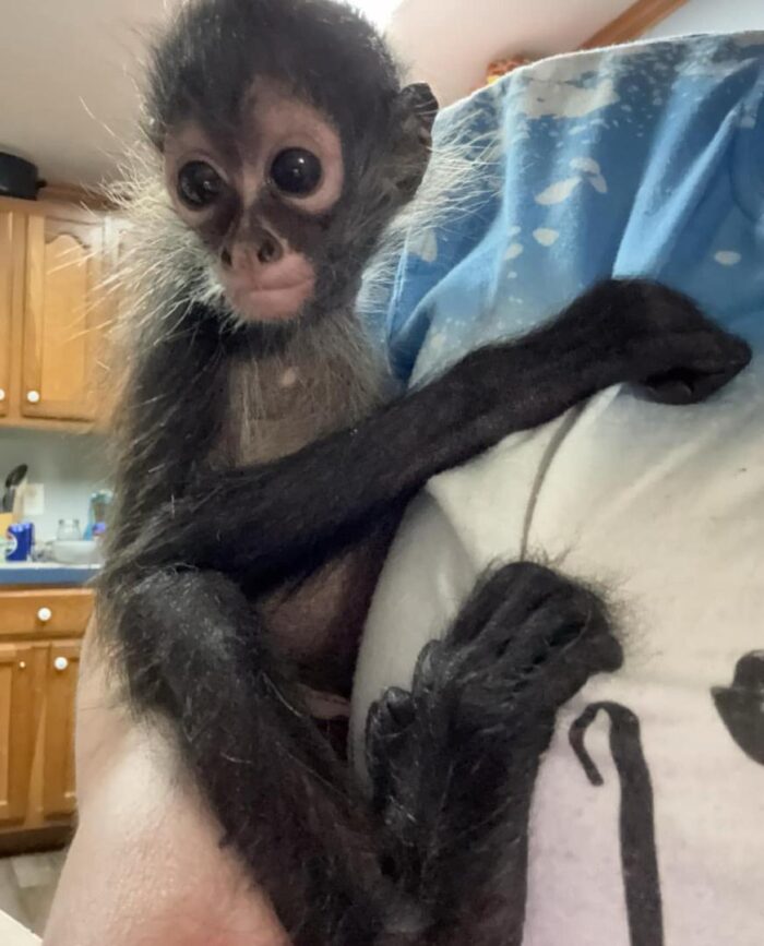 Spider Monkeys for Sale