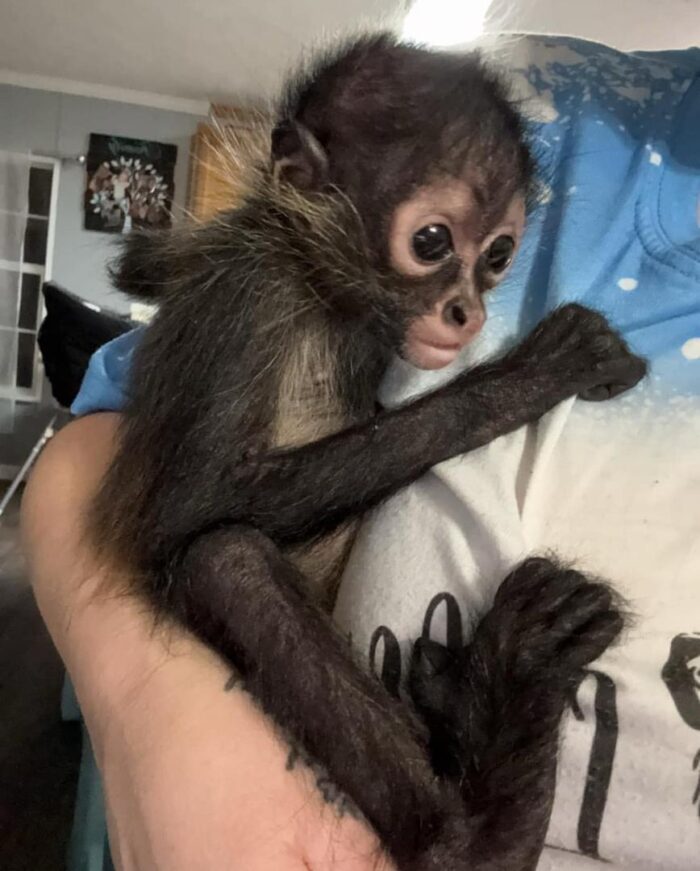 Spider Monkeys for Sale