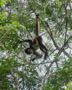 Spider Monkeys for Sale