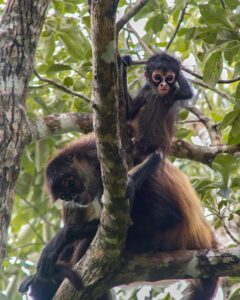 Spider Monkeys for Sale