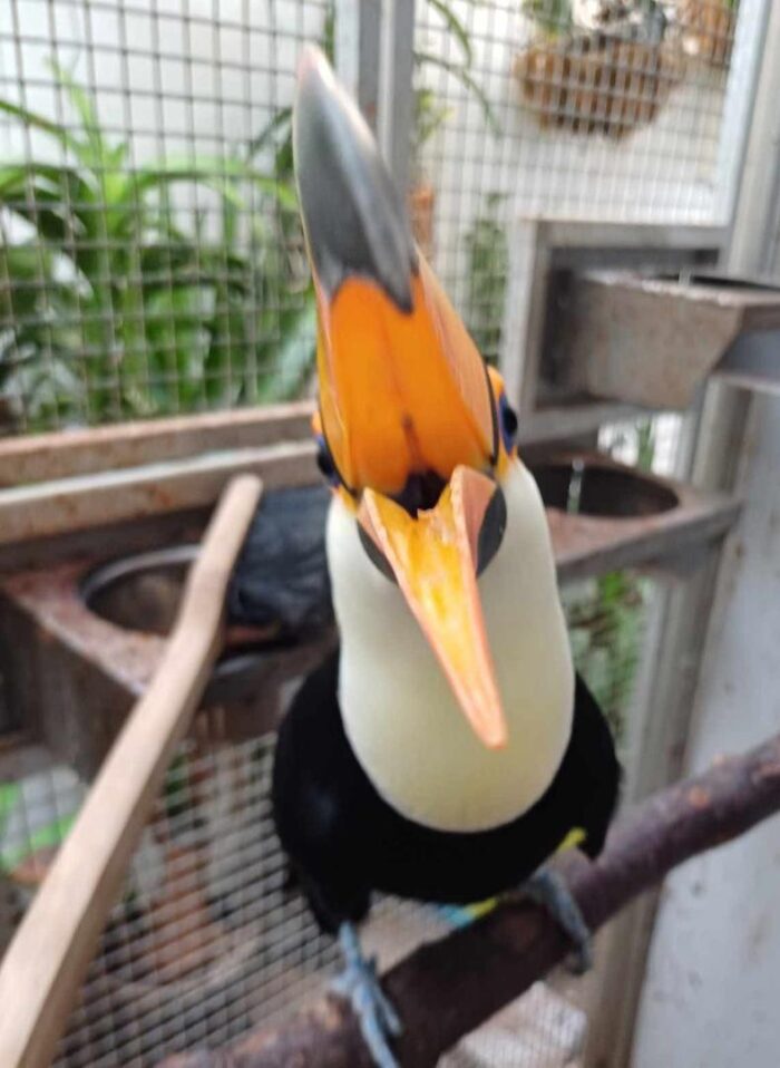 Toucan for Sale